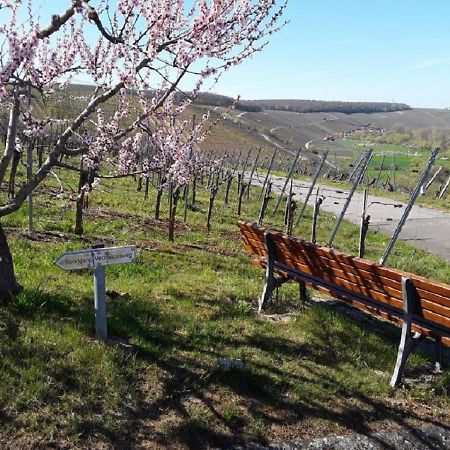 Ferienwohnung - Zimmervermietung Ringelmann Dettelbach Zewnętrze zdjęcie